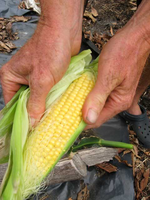 Organic Corn